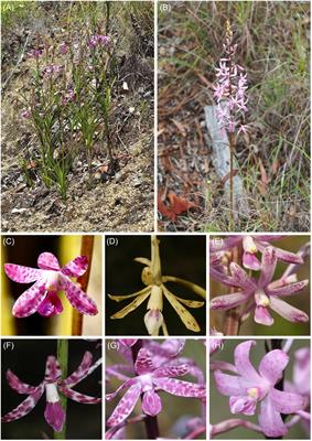 Plastid phylogenomics reveals evolutionary relationships in the mycoheterotrophic orchid genus Dipodium and provides insights into plastid gene degeneration